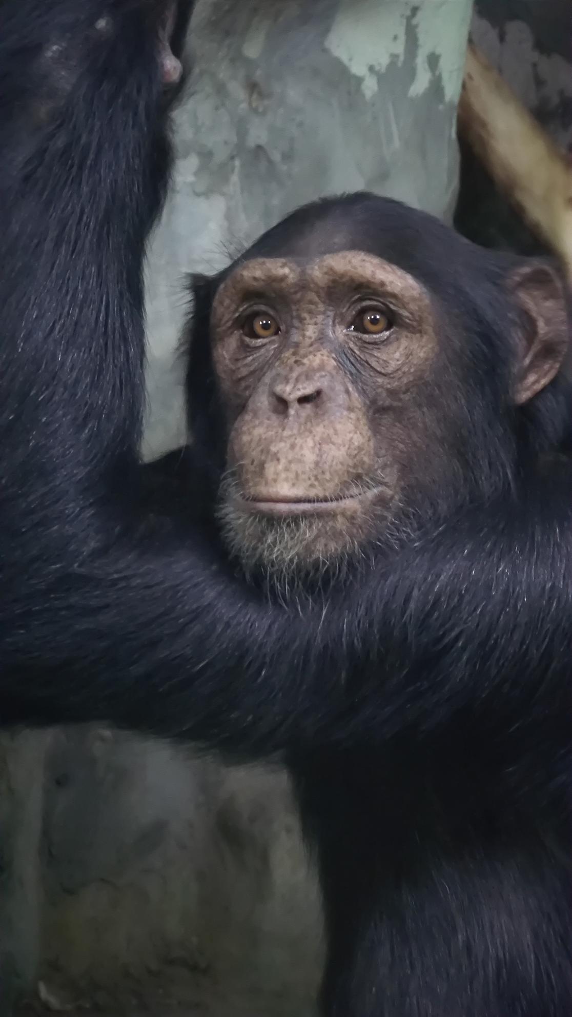 1116x1984, 144 Kb / лицо, морда, обезьяна