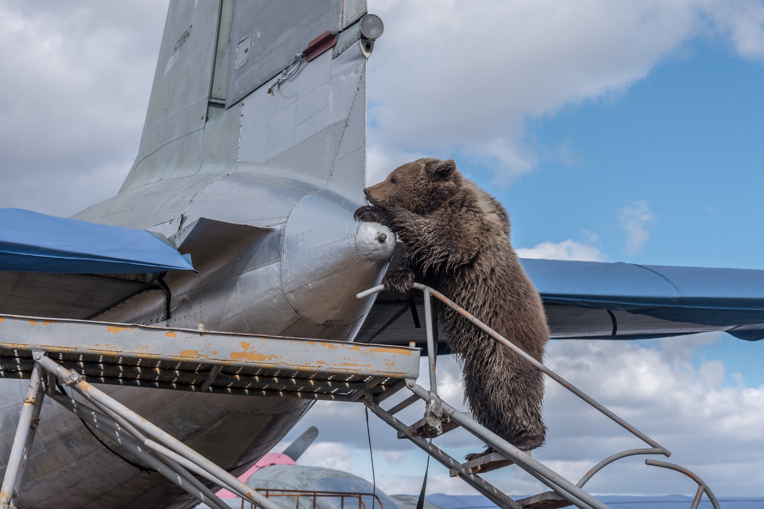 1500x1000, 435 Kb / Мансур, медведь, самолёт, стремянка, хвост