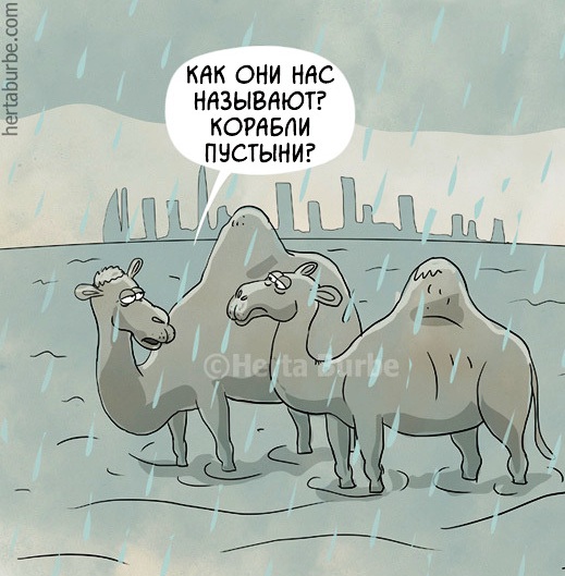 519x529, 91 Kb / верблюд,вода,город,дождь