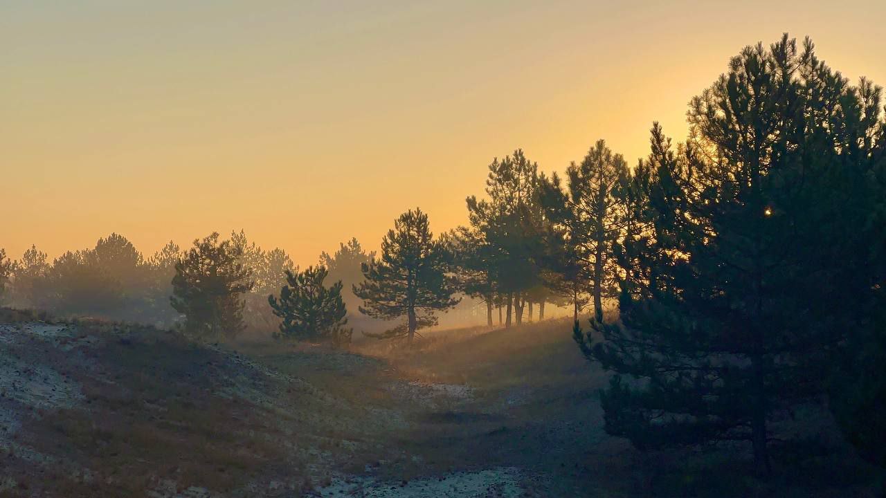 1280x720, 111 Kb / утро, туман, деревья