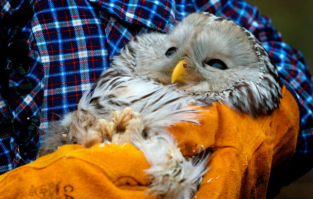 1100x700, 165 Kb / Сова, перчатки, рубашка