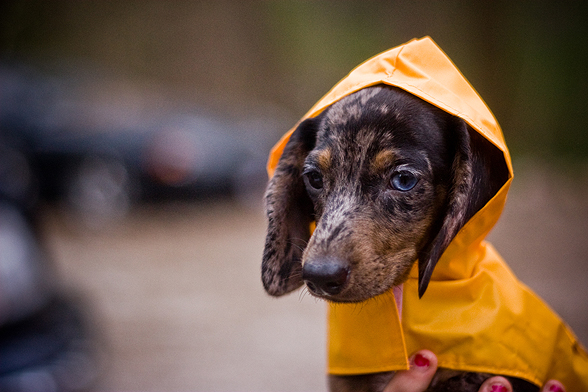 588x392, 231 Kb / собака, плащ