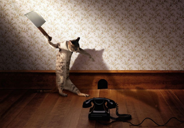 640x445, 69 Kb / кот, мышеловка, телефон, топор