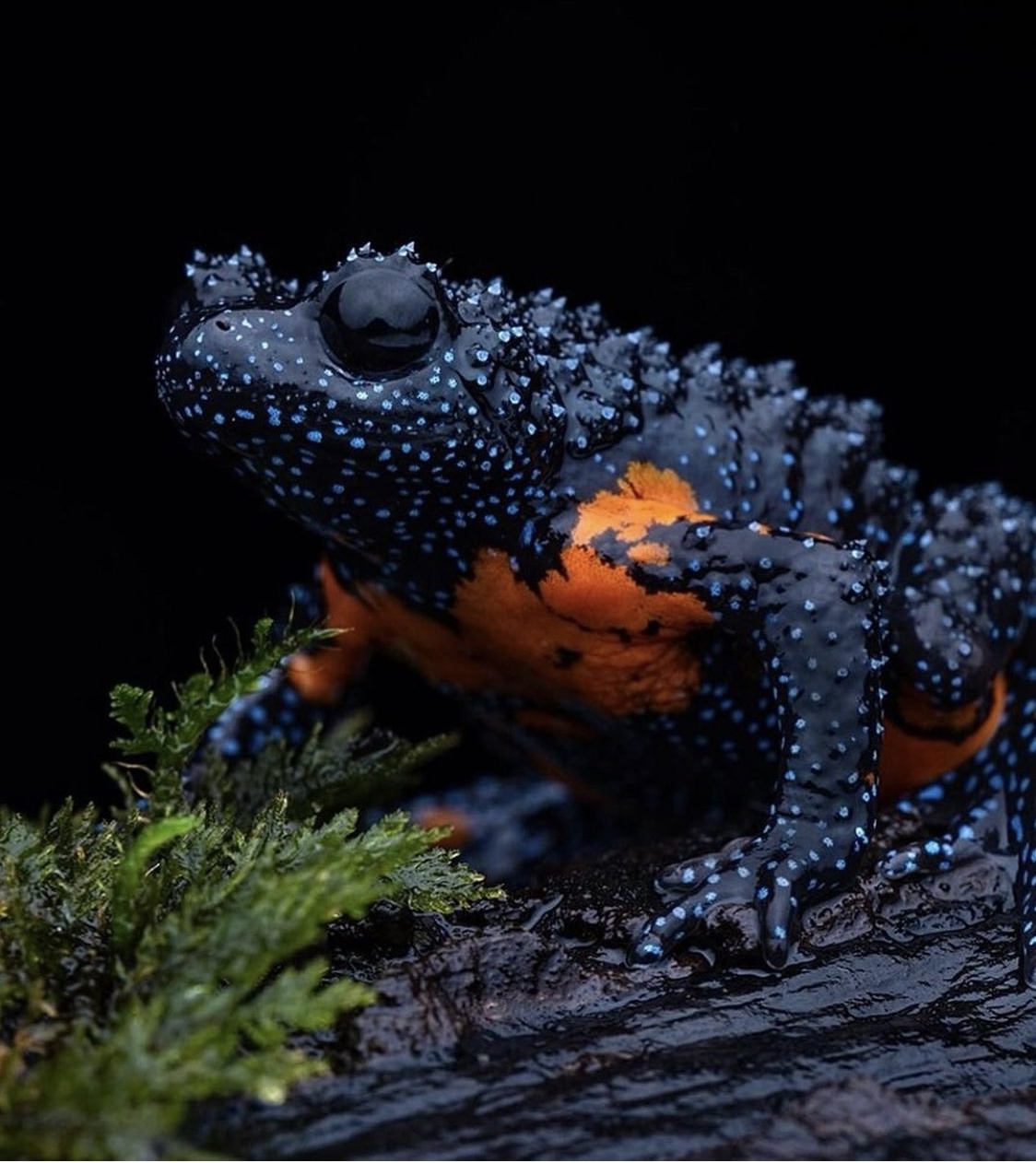 1124x1262, 251 Kb / лягушка, Краснобрюхая жерлянка