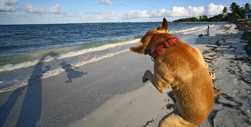 500x253, 30 Kb / собака, тень, море