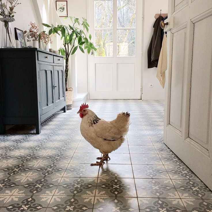 736x736, 113 Kb / Курица