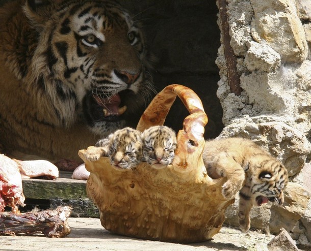 610x494, 105 Kb / тигр, тигрята, лукошко