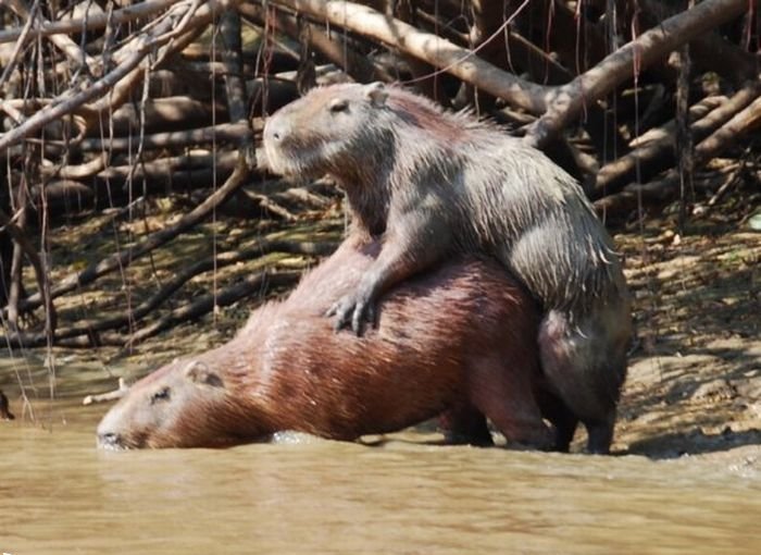 700x510, 77 Kb / вид,капибара