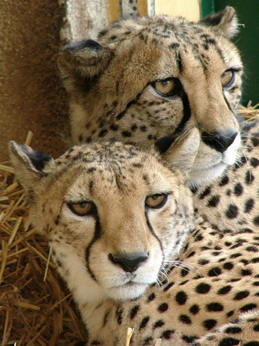 375x500, 68 Kb / гепарды, пара