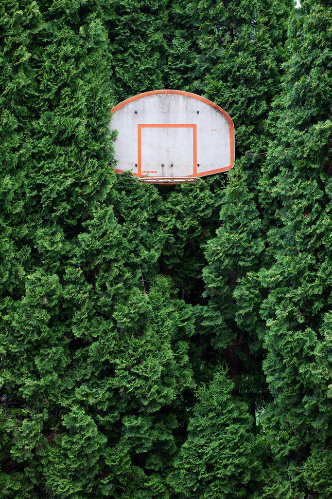 683x1024, 609 Kb / Баскетбол, кольцо, дерево, площадка