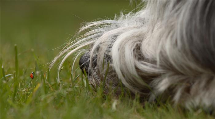 700x388, 31 Kb / собака, нос, божья коровка, трава