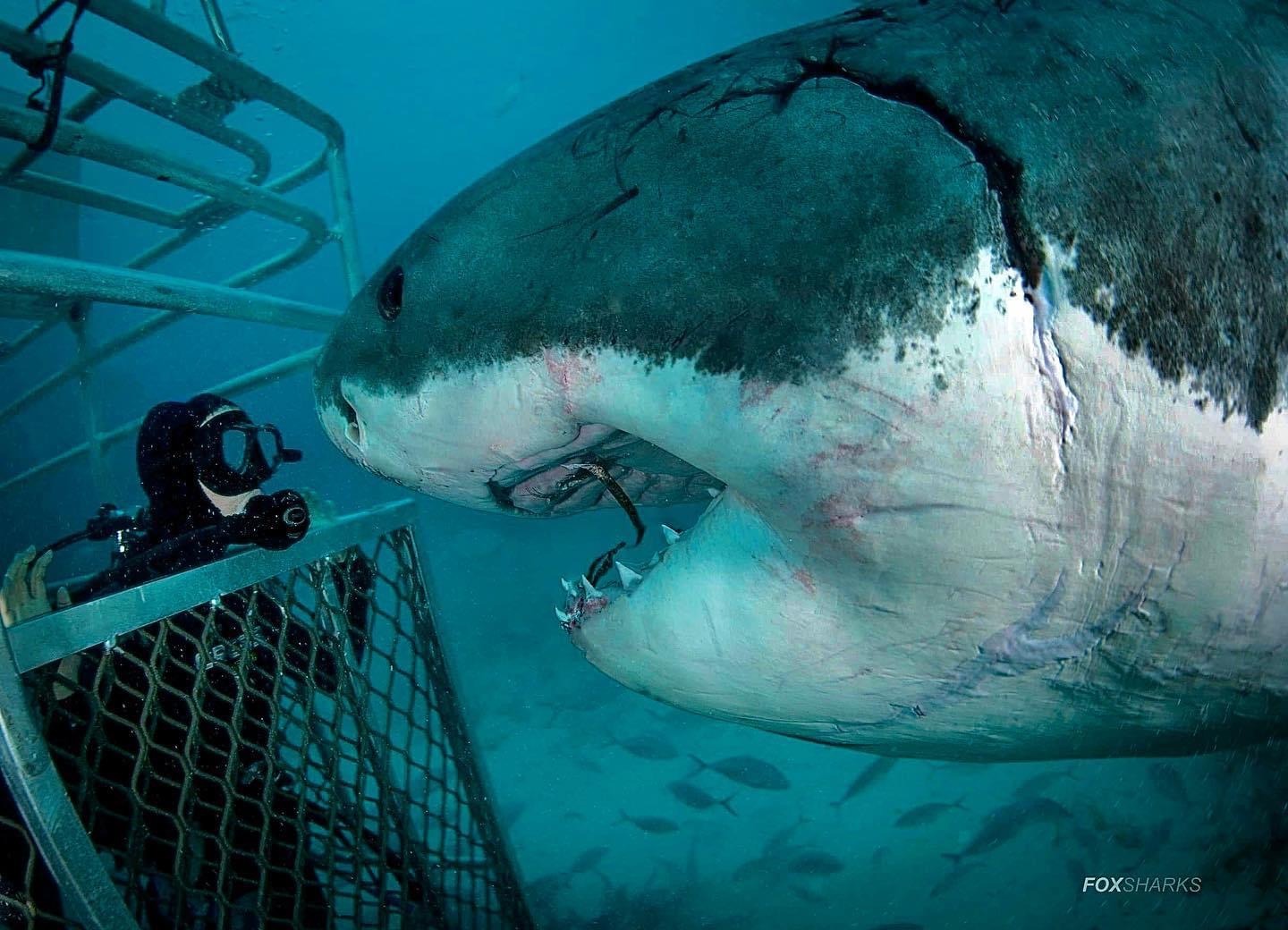 1440x1040, 239 Kb / Акула, клетка, аквалангист, под водой