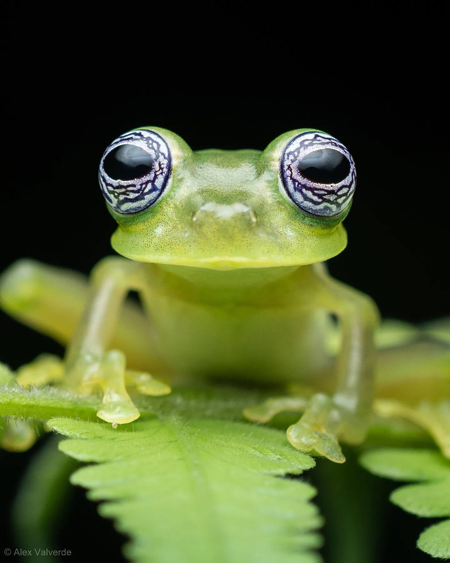 1440x1802, 154 Kb / лягушка