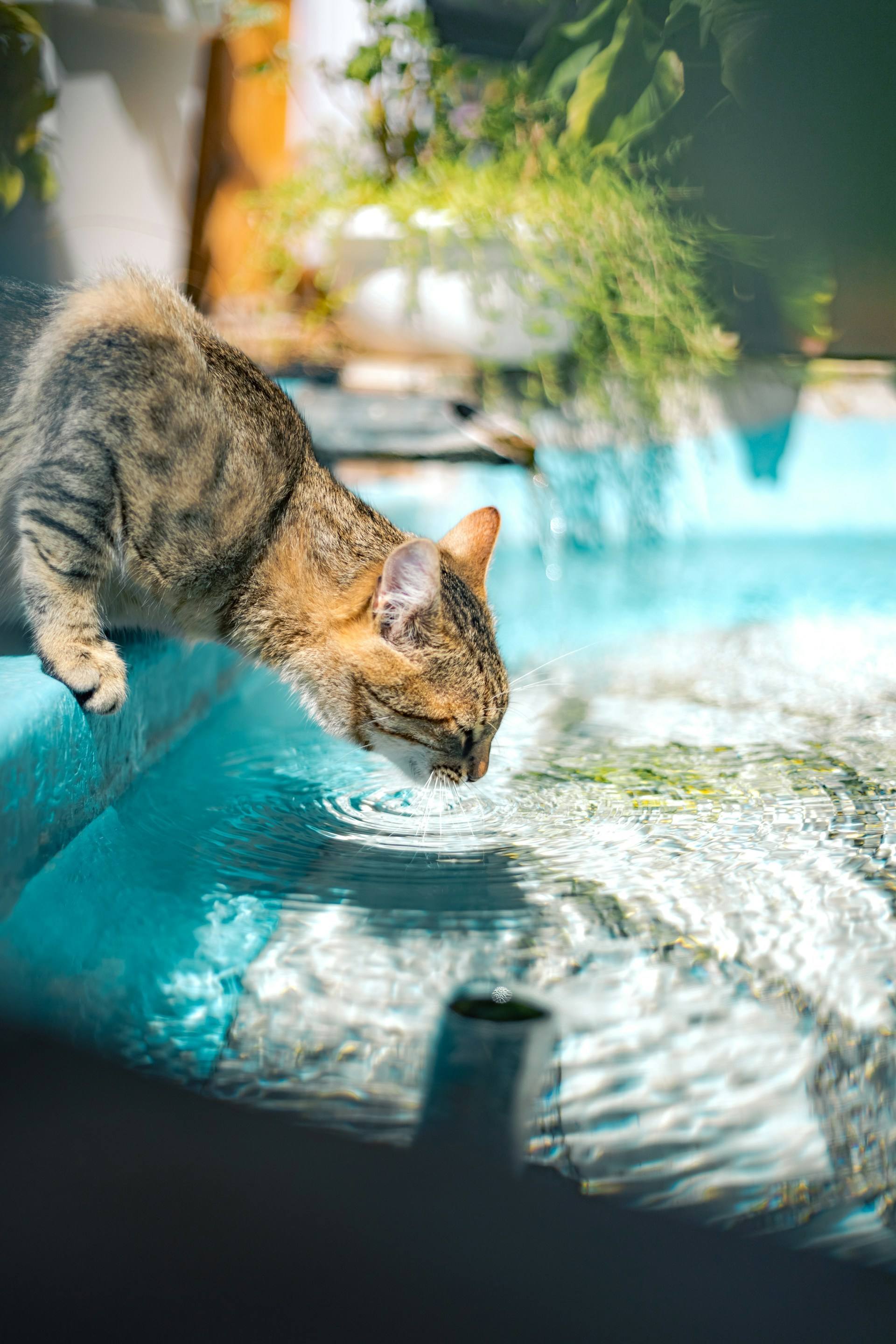 1920x2880, 399 Kb / Кошка, кот, вода, цветы бассейн, горшок