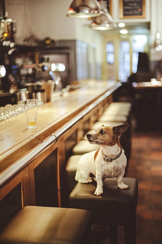 682x1024, 155 Kb / собака, бар, стул, бутылка, стакан