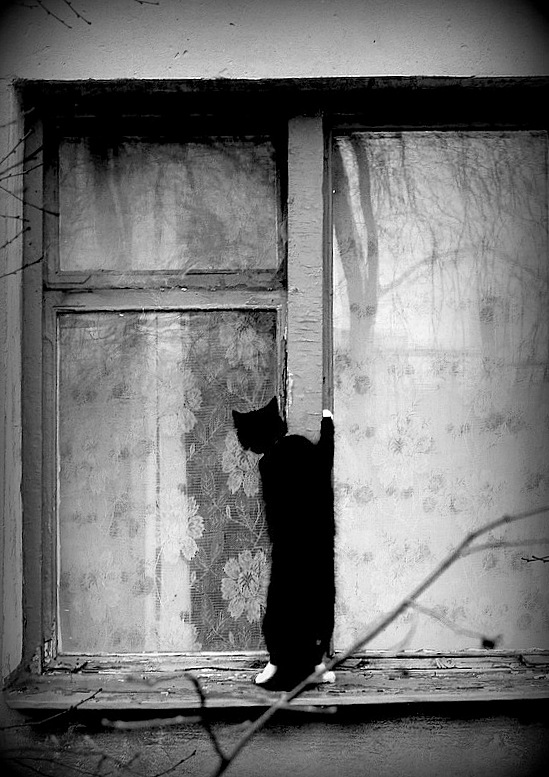 549x777, 152 Kb / Виктор Кошель, окно, занавеска, кот, кошка, ч/б