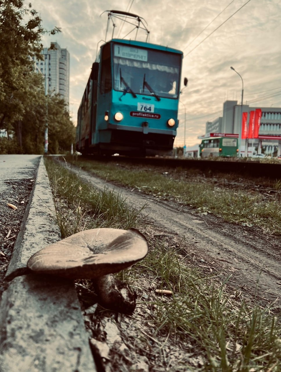 968x1280, 251 Kb / Гриб, трамвай