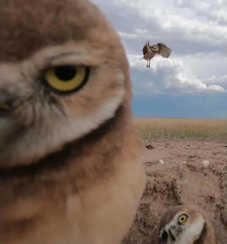 790x849, 517 Kb / совы, сычи, зыркают