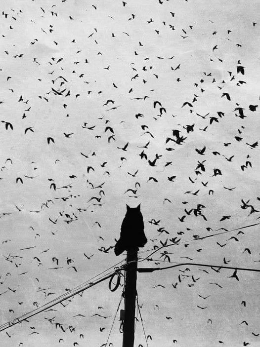 526x703, 69 Kb / птицы, столб, кот, провода, ч/б