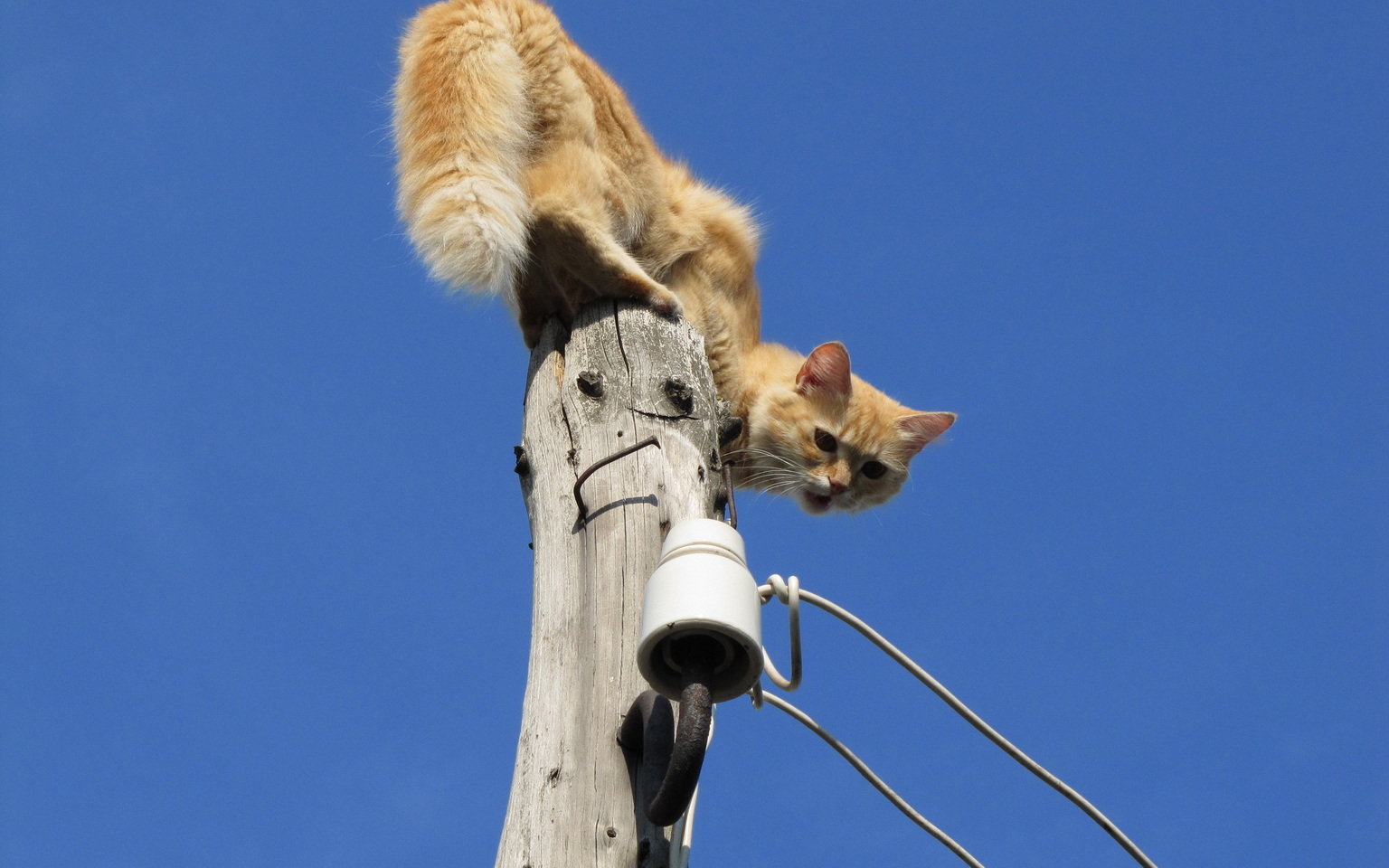 1536x960, 321 Kb / кот , рыжий, столб, провода, изолятор, гвоздь
