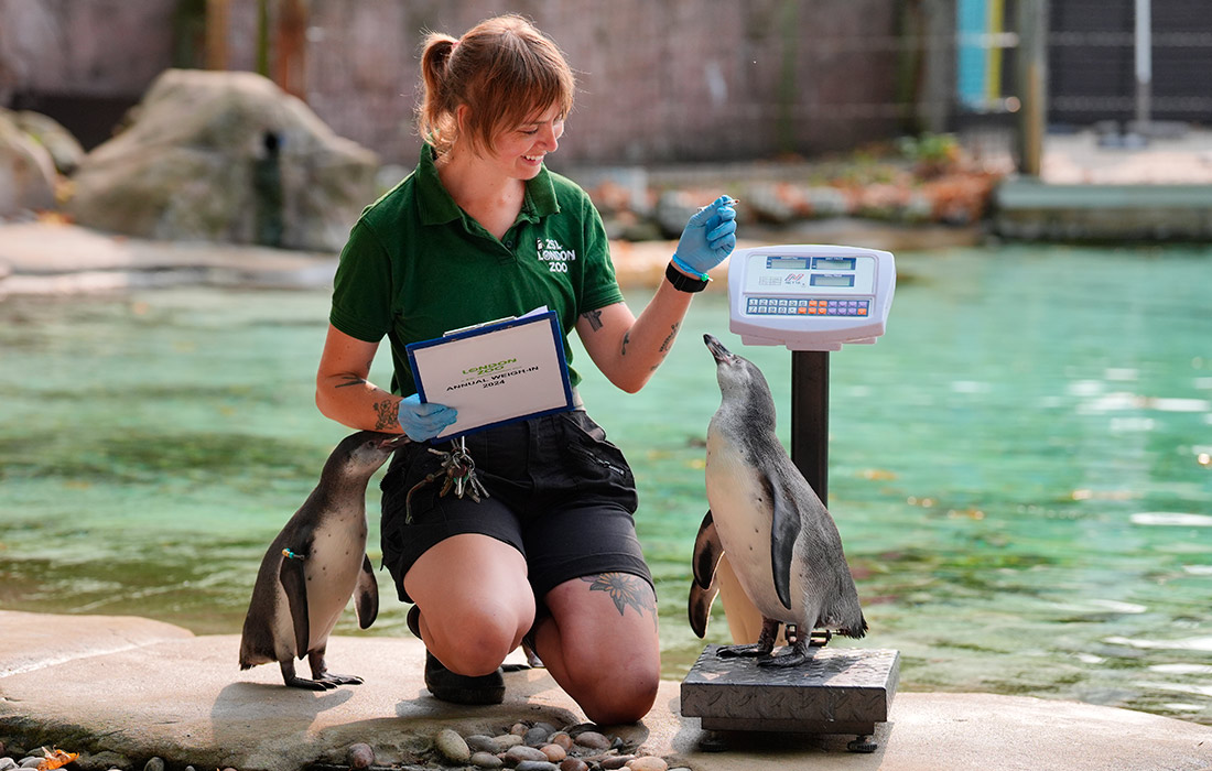 1100x700, 194 Kb / пингвин, зоопарк