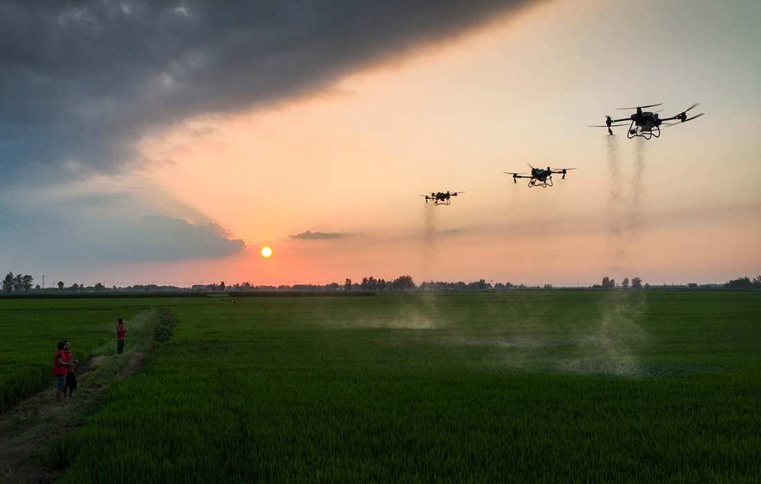 1100x700, 173 Kb / Китай, фермеры, дрон, поле, солнце, пестициды, распыление, земледелие, сельское хозяйство