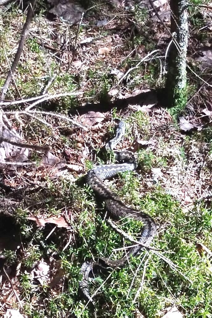 687x1029, 461 Kb / змея, гадюка, лес