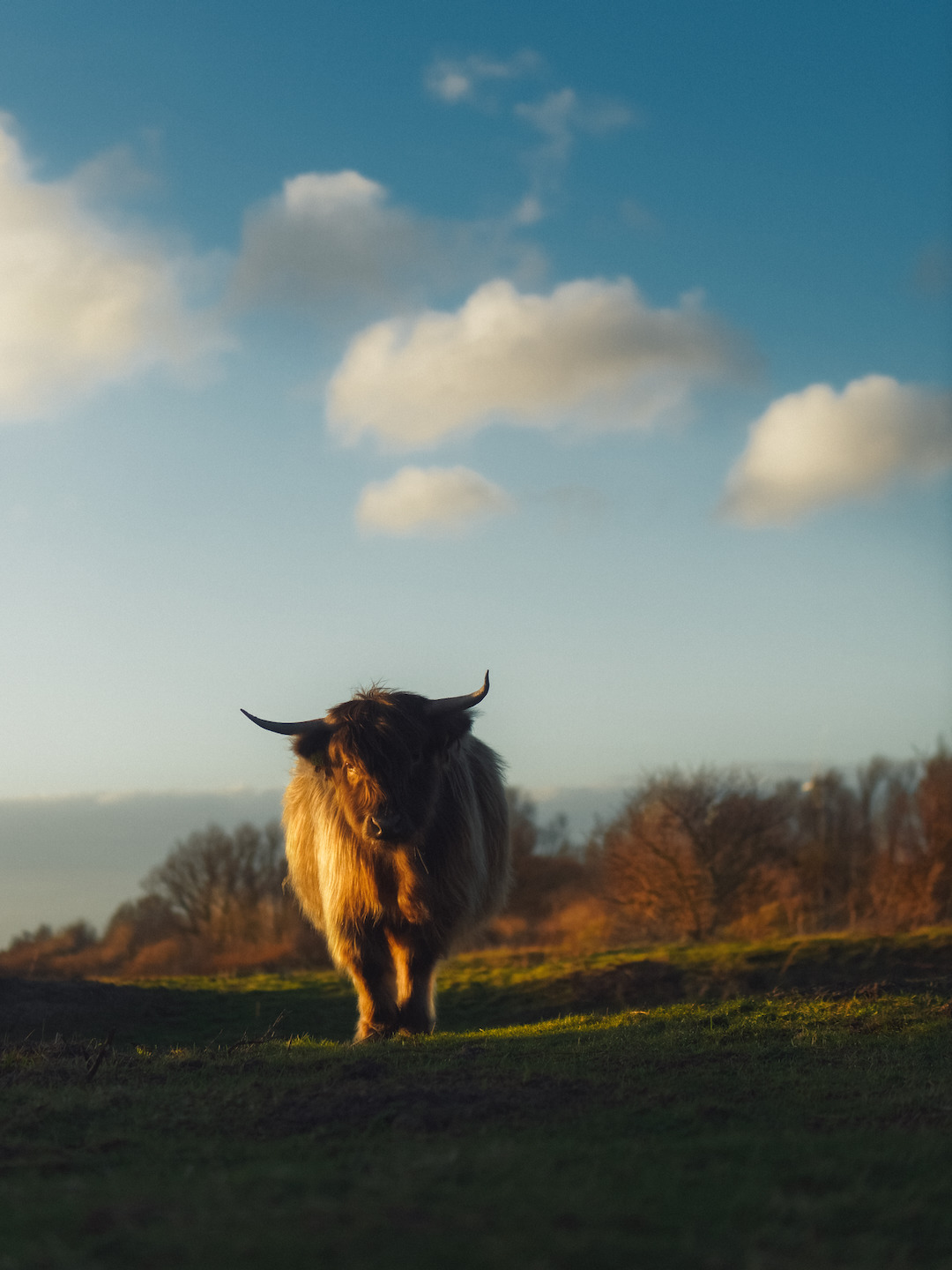 1080x1440, 245 Kb / Бык, як, рога, небо, облака