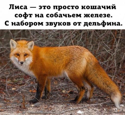 512x471, 52 Kb / лисица