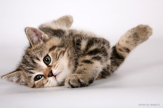 550x367, 34 Kb / котёнок