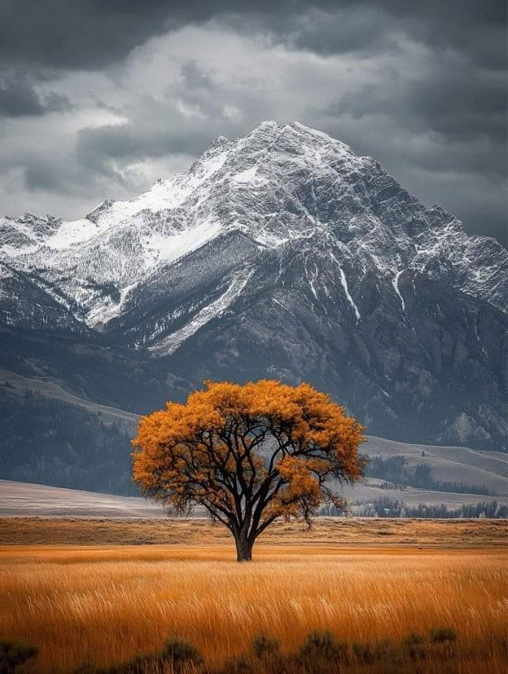 720x956, 93 Kb / дерево, скала, снег