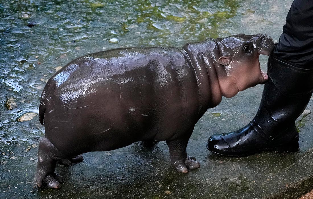 1100x700, 189 Kb / Бегемот, кусь, нога, сапоги