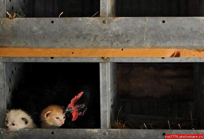 700x477, 33 Kb / курица, котята