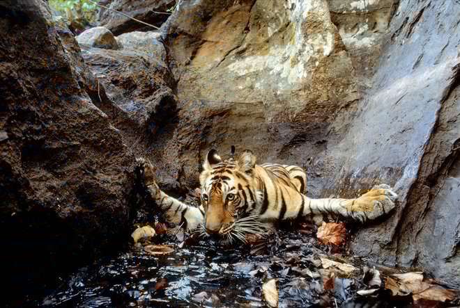 660x443, 149 Kb / тигр, вода