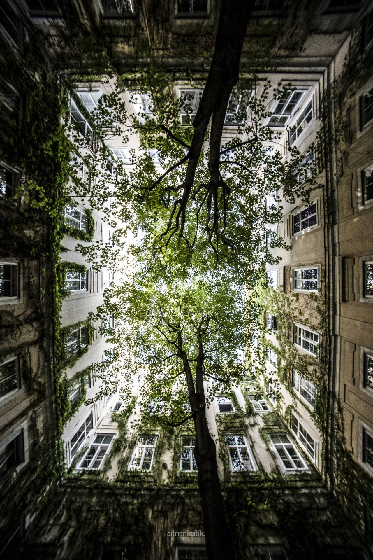 1280x1920, 522 Kb / Дерево, двор, колодец, дом, здание, небо, ветки