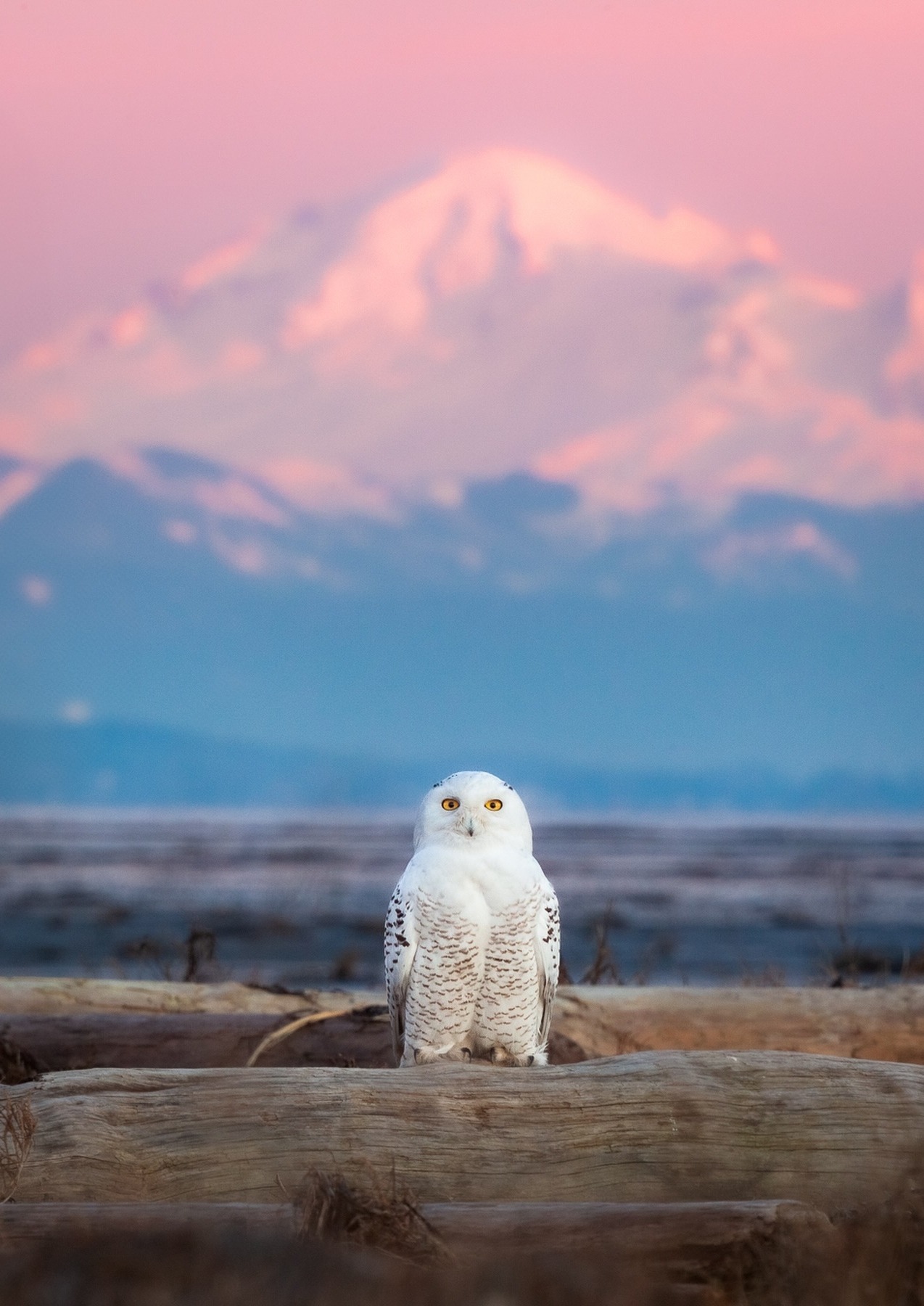 1274x1800, 366 Kb / Сова, гора, бревно