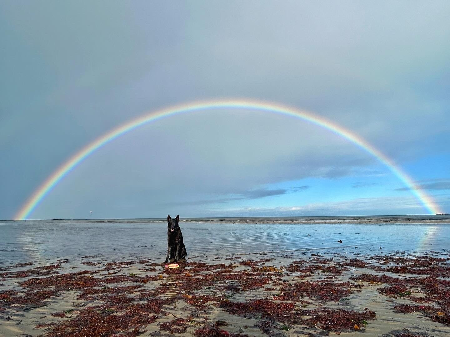 1440x1080, 246 Kb / радуга, собака