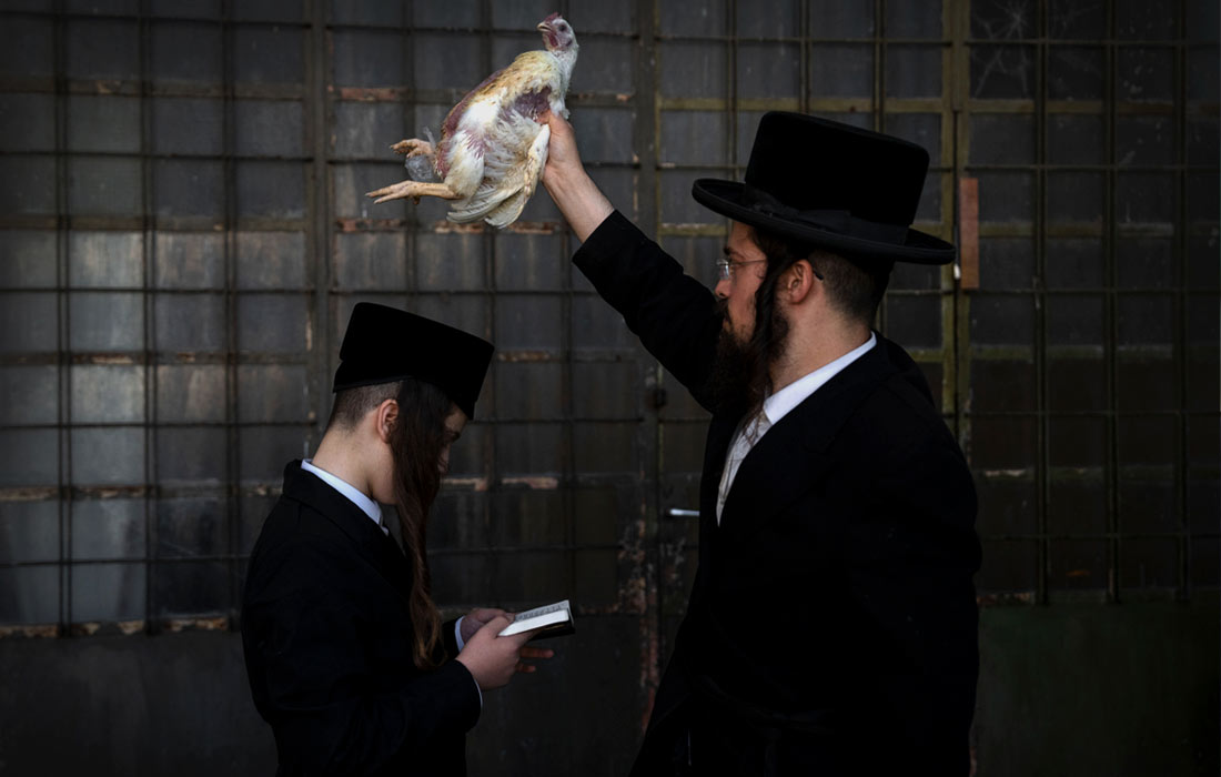 1100x700, 69 Kb / курица, пейсы, шляпа, еврей, религия, обряд, книга, очки, тора