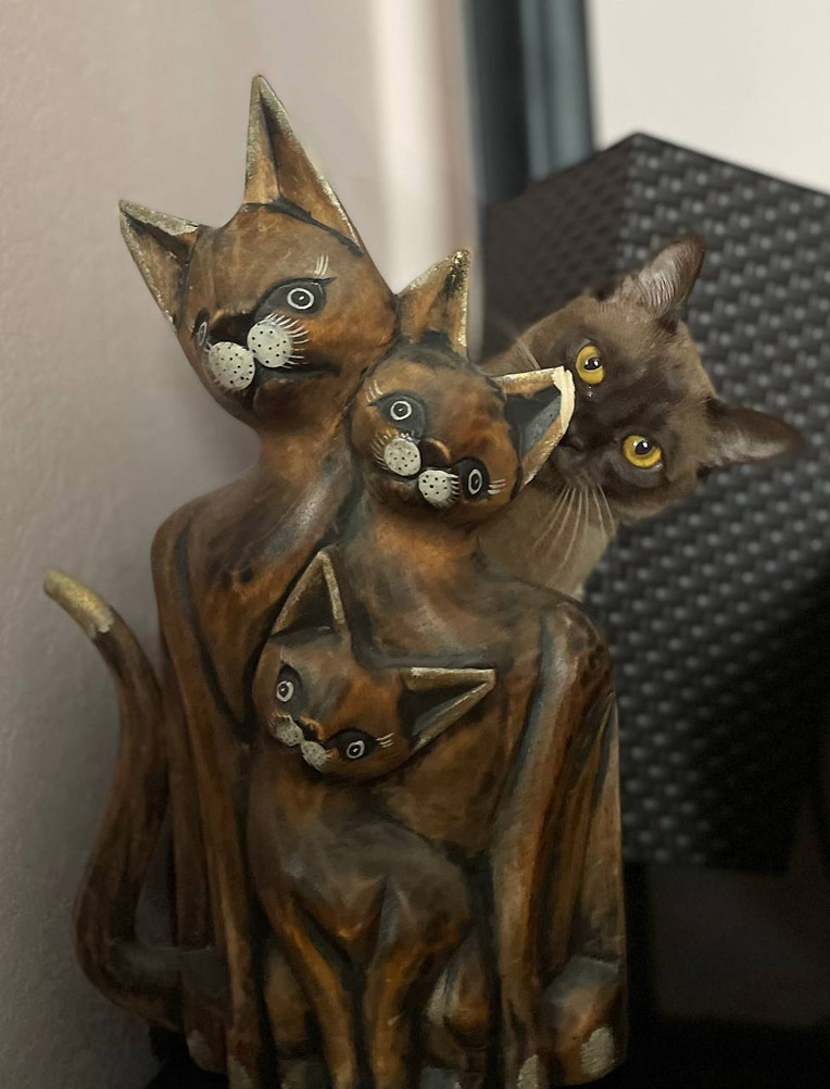 764x1002, 131 Kb / Коты, киски, не сразу