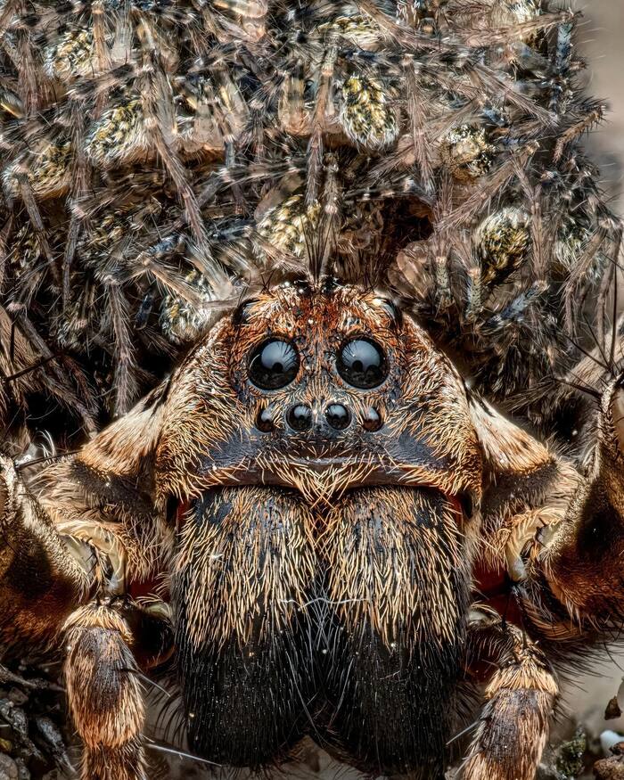 700x875, 191 Kb / Паук, глаза