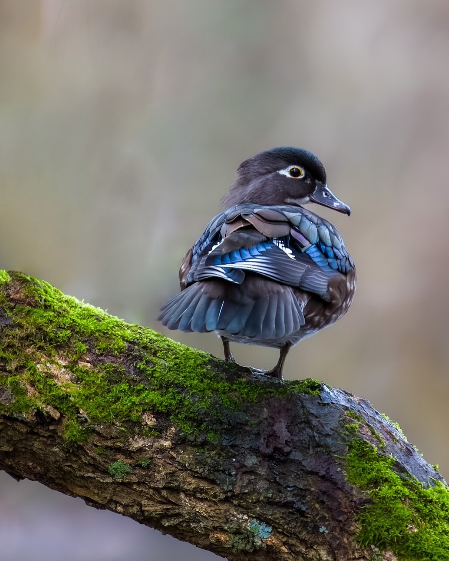 900x1124, 219 Kb / утка