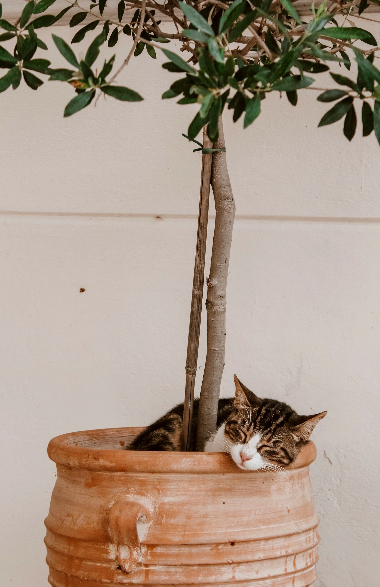 1536x2370, 387 Kb / кот, кошка, горшок, растение