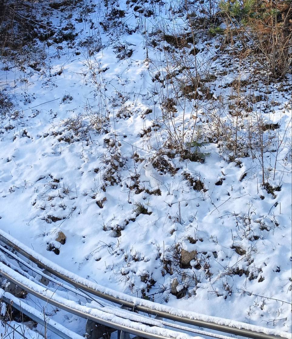 963x1118, 232 Kb / Снег, Заяц