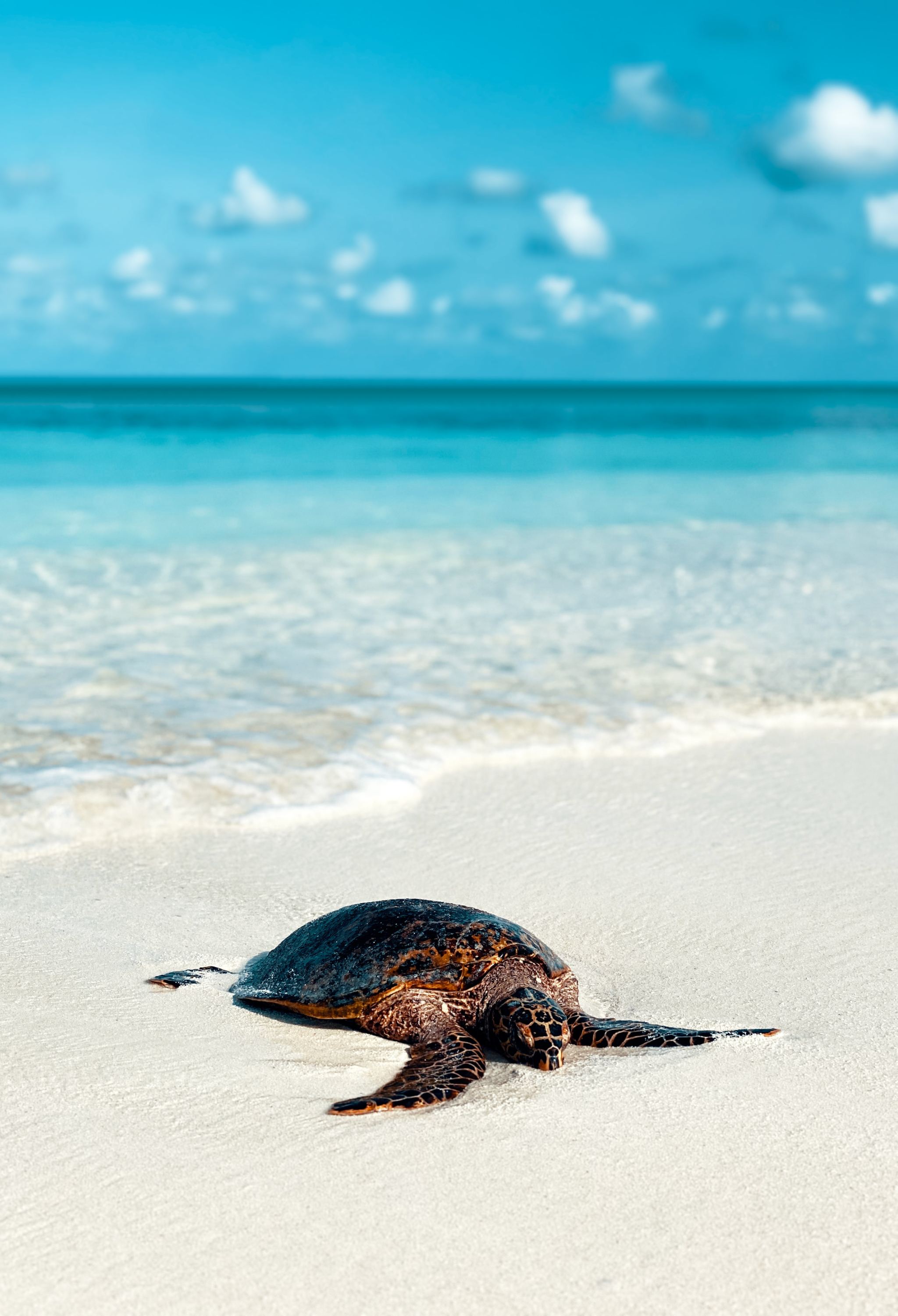 2048x3002, 433 Kb / черепаха