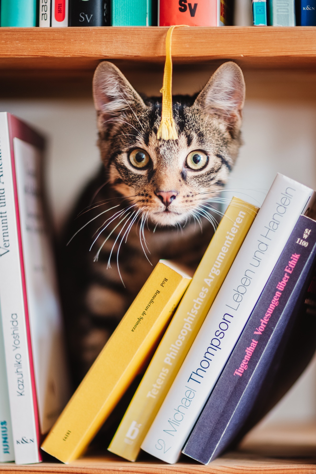 1321x1980, 478 Kb / кот, кошка, книги, полки, закладка, шнурок