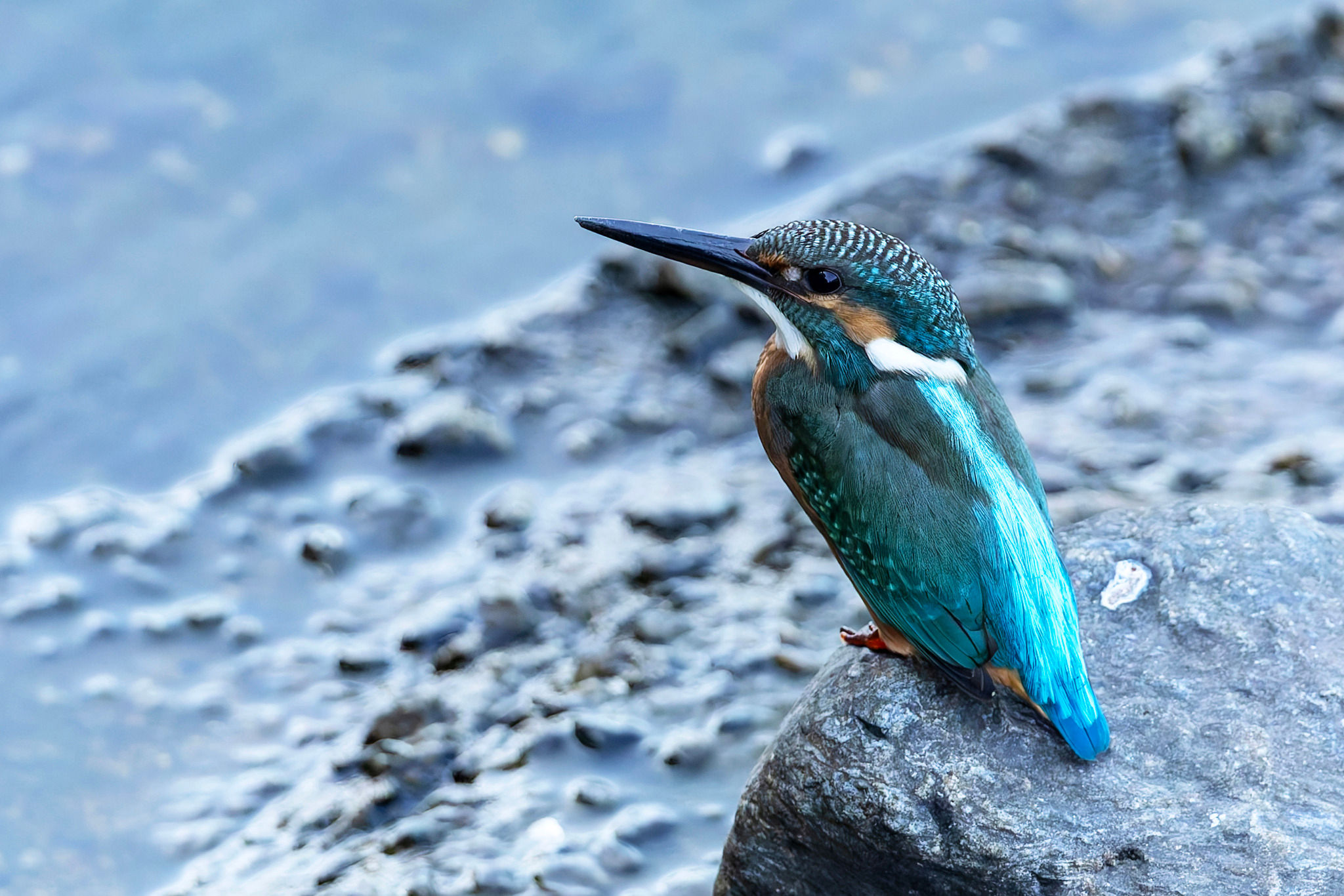 2048x1366, 400 Kb / зимородок, птица