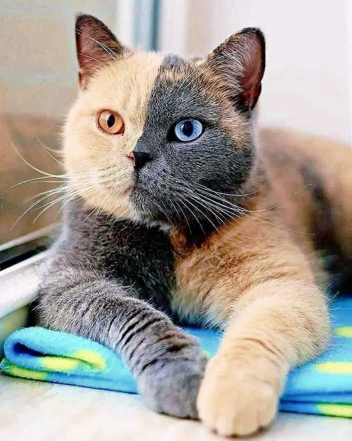 720x900, 152 Kb / кот, арлекин, редкий окрас, гетерохромия, дисхромия