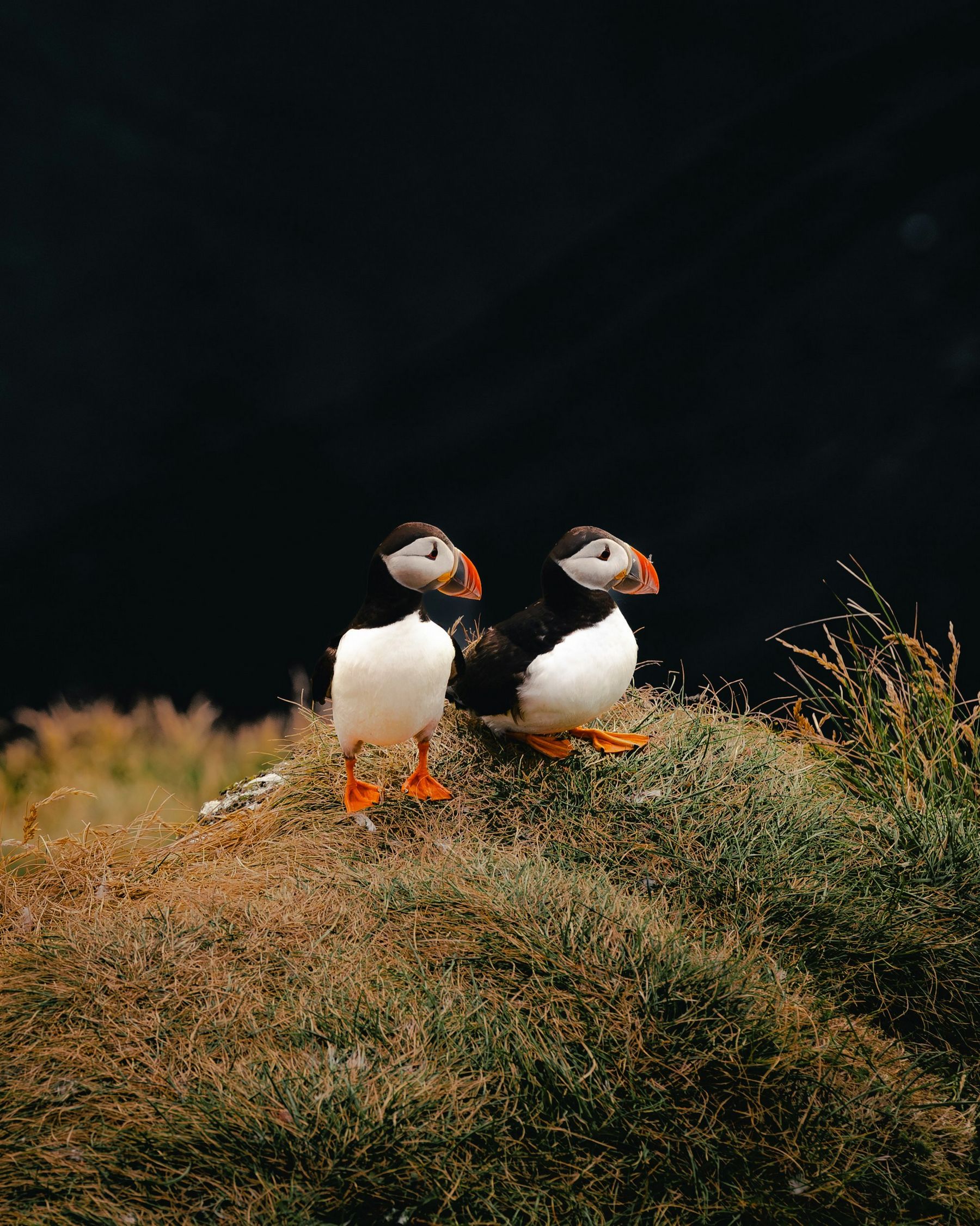 1800x2250, 576 Kb / тупик, птица