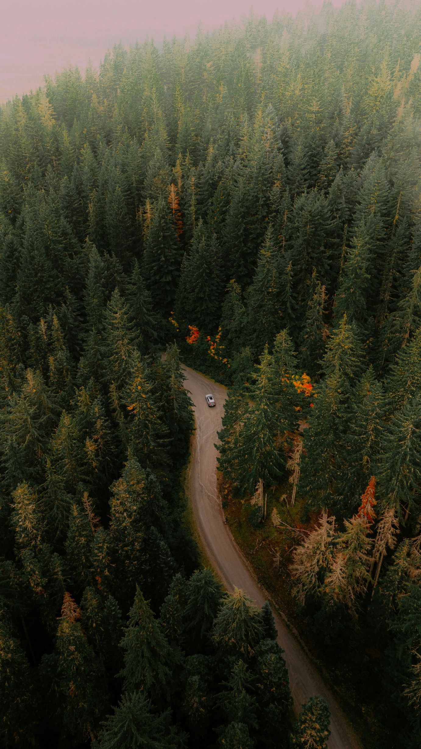 1382x2457, 619 Kb / дорога, лес, автомобиль