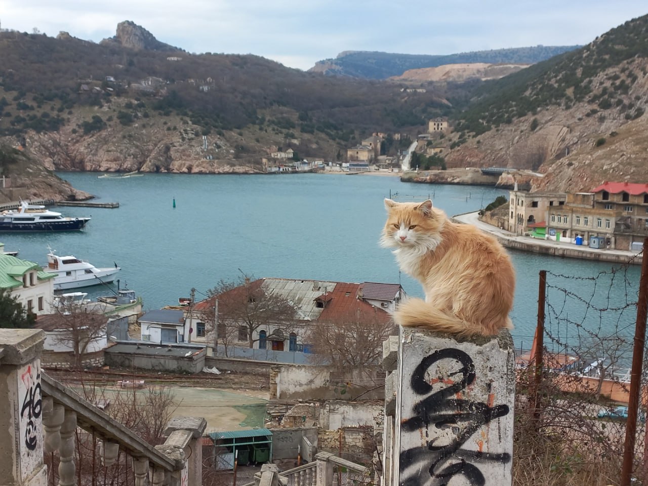 1280x960, 246 Kb / Балаклава, Крым, море, кот, кошка, столб, граффити
